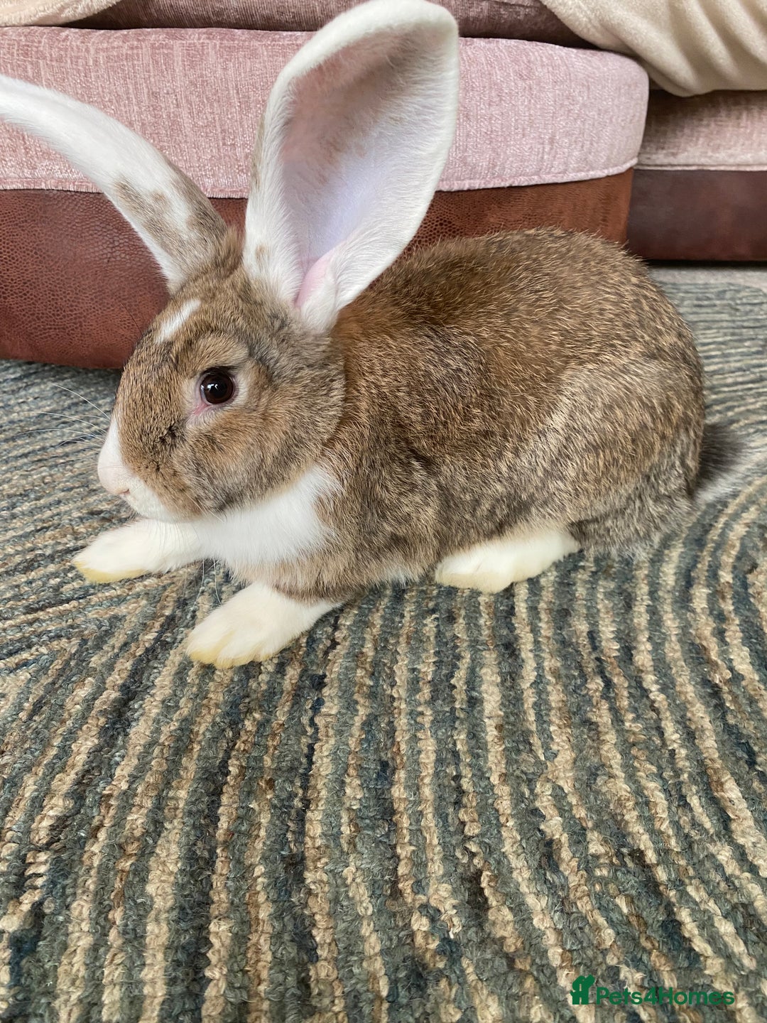 Continental Giant rabbits for sale: Continental giant rabbits  - Image 4
