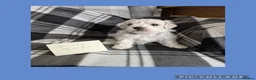 Bichon Frise dogs for sale: Pedigree Bichon Frise Puppies in Bedford - Advert 9