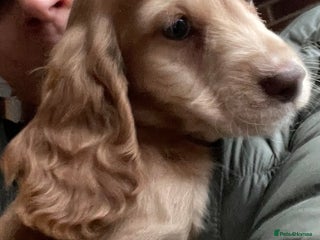 Cocker Spaniel dogs - Advert 2