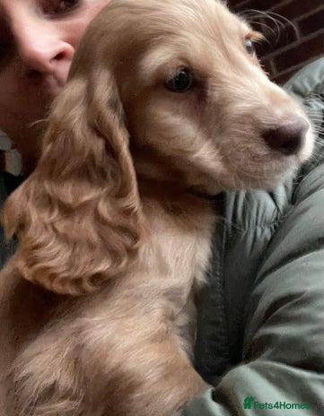 Cocker Spaniel dogs - Advert 1