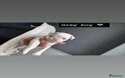Pug dogs for sale: 7 boys ready to go next week!!!🩵 - Image 6