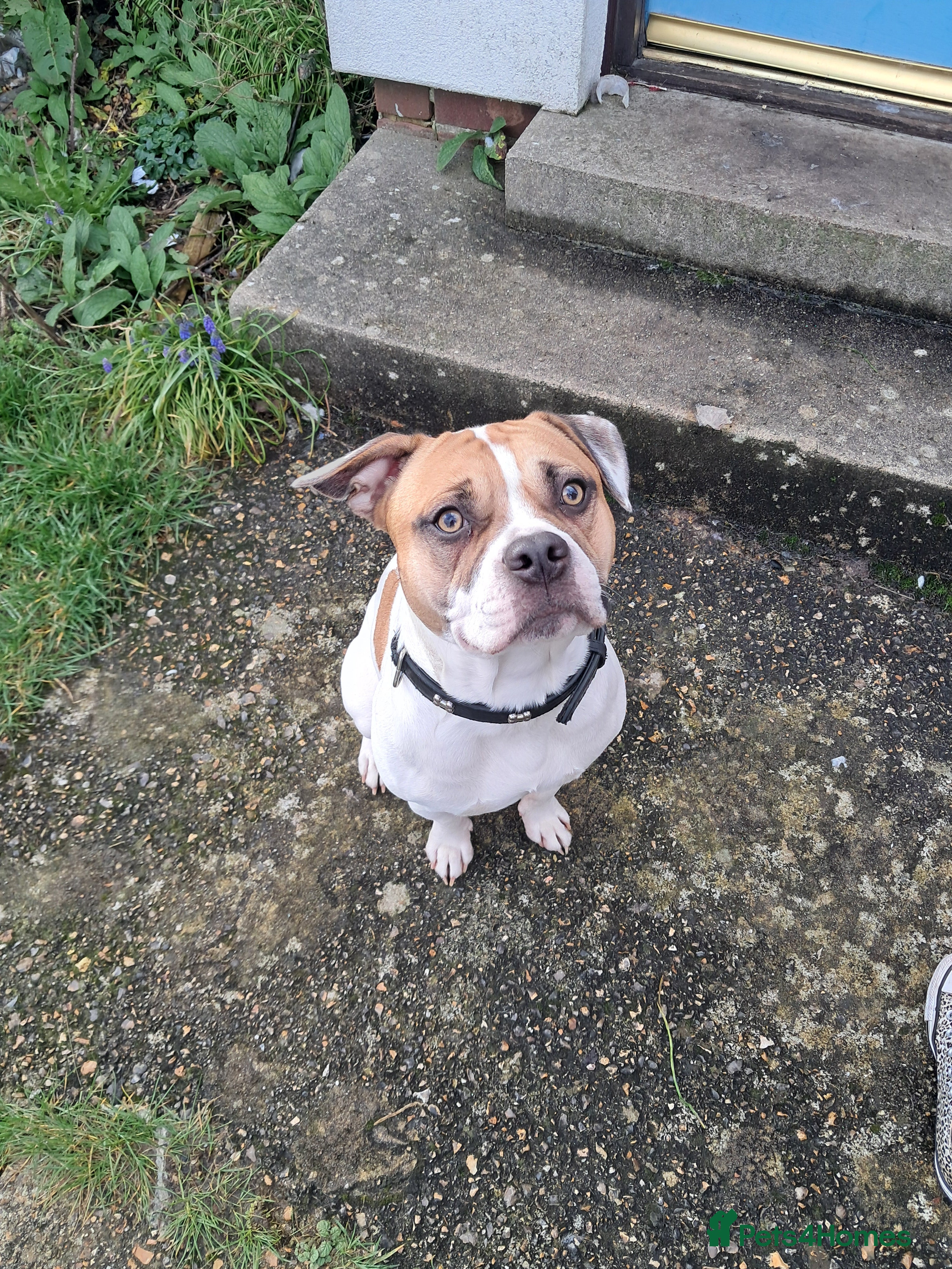 Mixed Breed dogs Mr Joel - Advert 1