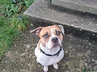 Mixed Breed dogs Mr Joel - Advert 1