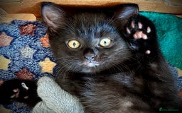 British Shorthair cats for sale: Adorable British Shorthair kittens - Blue & Choco - Image 10