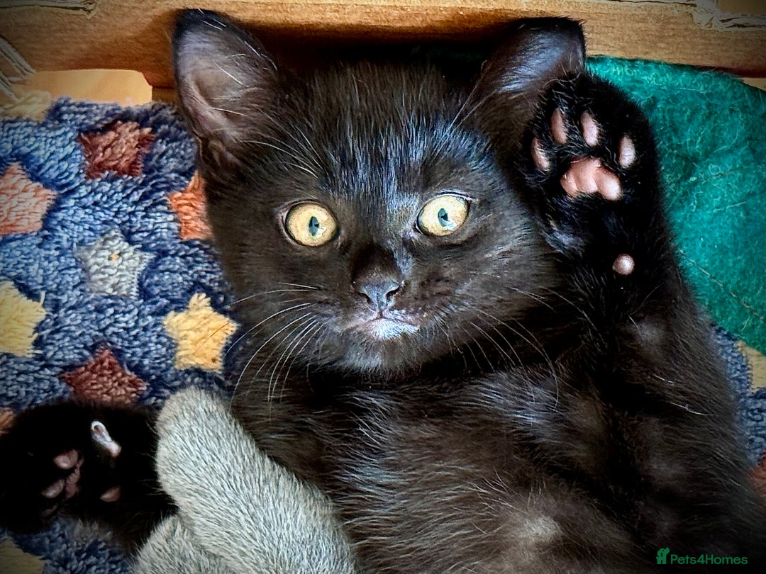 British Shorthair cats for sale: Adorable British Shorthair kittens - Blue & Choco - Image 10