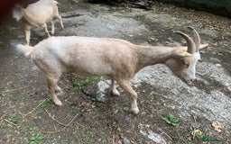 Goats livestock for sale: Golden gurnsey nanny’s  - Image 4
