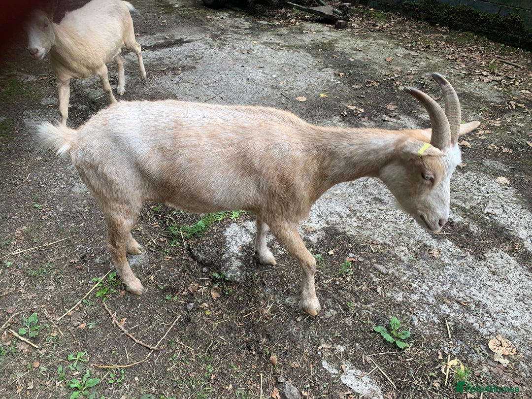 Goats livestock for sale: Golden gurnsey nanny’s  - Image 4
