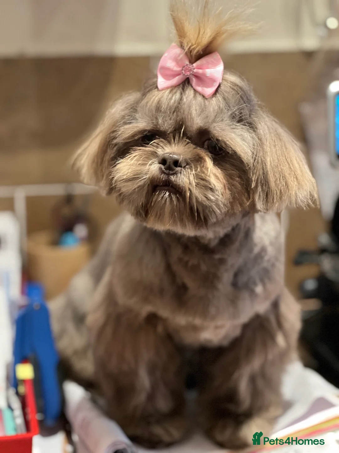 Shih Tzu dogs for stud: Beautiful KC Registered Lilac Shih Tzu in Doncaster - Advert 2