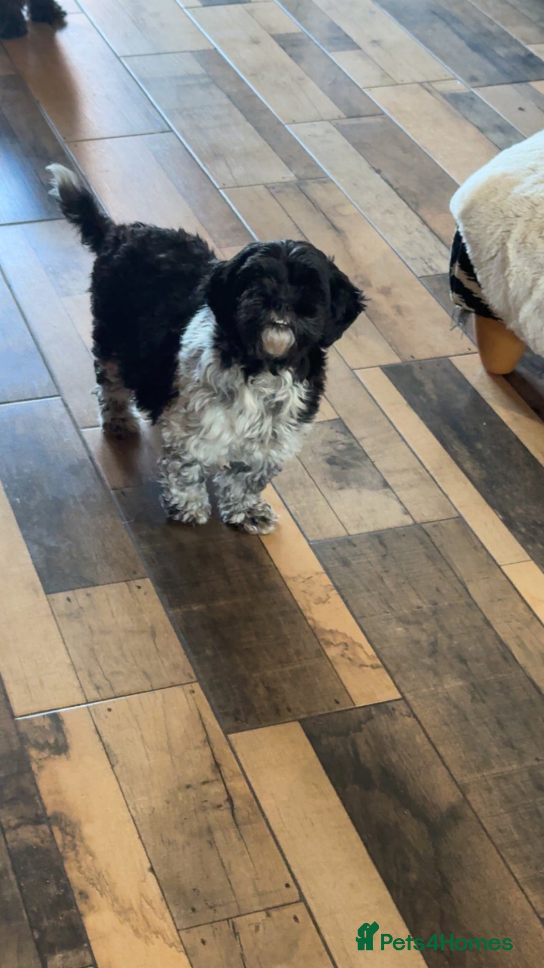 Shihpoo dogs for sale: BEAUTIFUL SHIHPOO PUPPIES - Advert 7