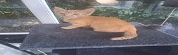 Mixed Breed cats for sale: Rare female Ginger Tabbies 😻 - Advert 34