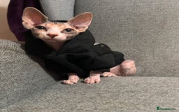 Sphynx cats for sale: Female sphynx  - Image 4