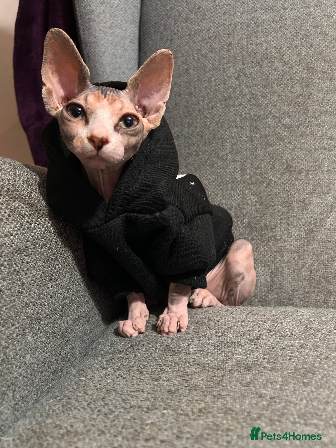 Sphynx cats for sale: Female sphynx  - Image 4