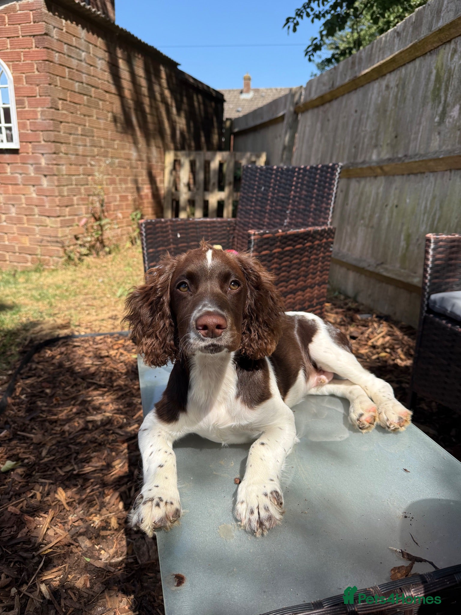 Cocker Spaniel dogs Beautiful Working Cocker Spaniel Boy - Advert 1