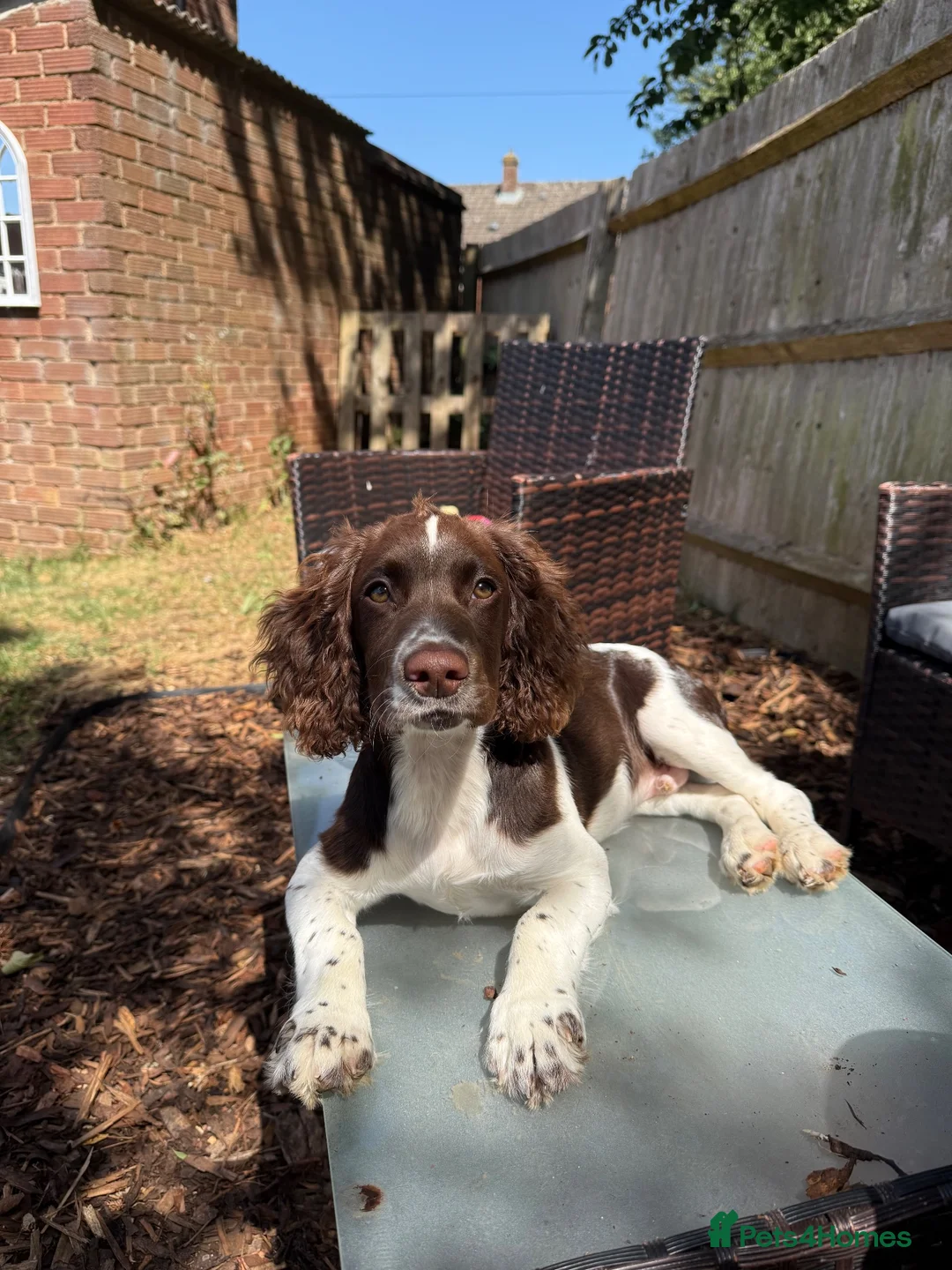 Cocker Spaniel dogs for sale: Beautiful Working Cocker Spaniel Boy - Advert 1