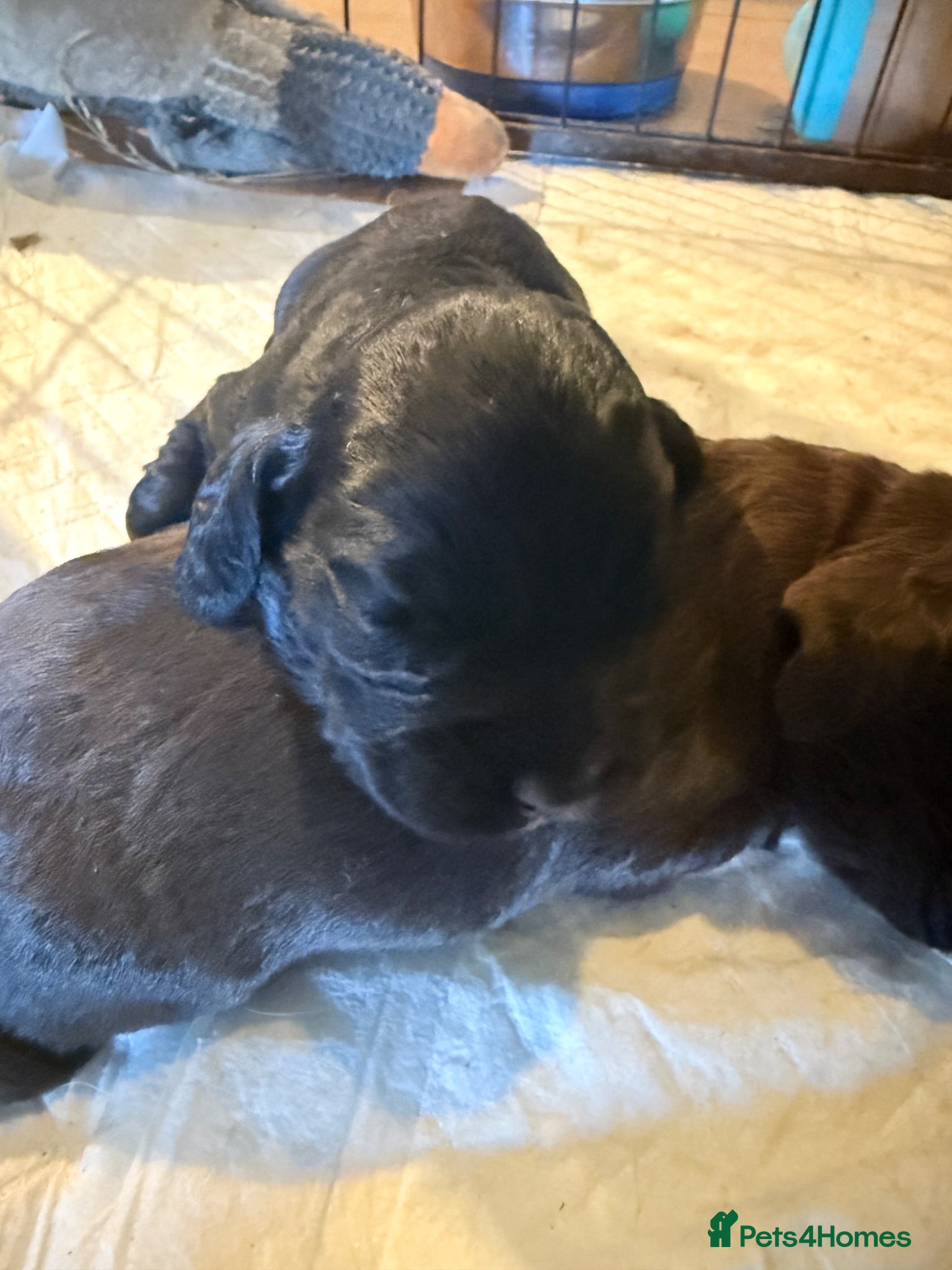 Cocker Spaniel dogs 6 beautiful little boys for sale  - Advert 2