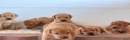 Labrador Retriever dogs for sale: Labrador Retriever puppies - Advert 14