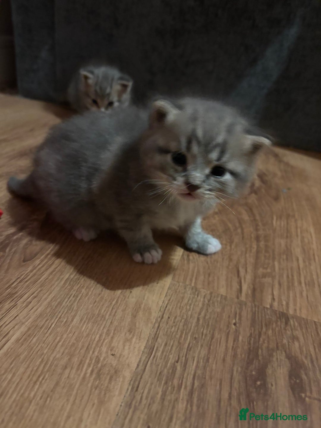 Mixed Breed cats for sale: 2 Grey (blue) and one darker tabby kittens  - Advert 3