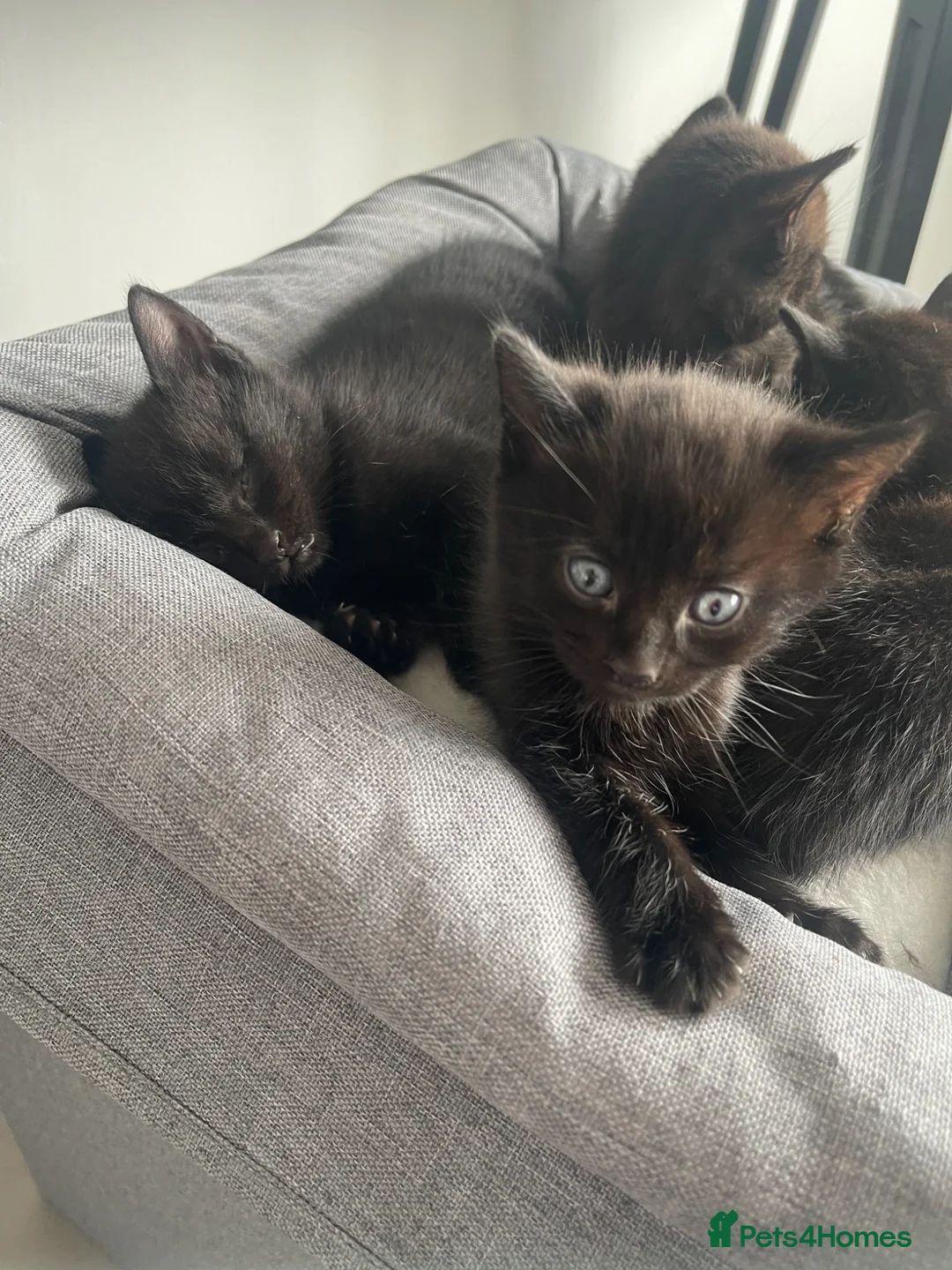 Mixed Breed cats for sale: Baby kittens  - Advert 2