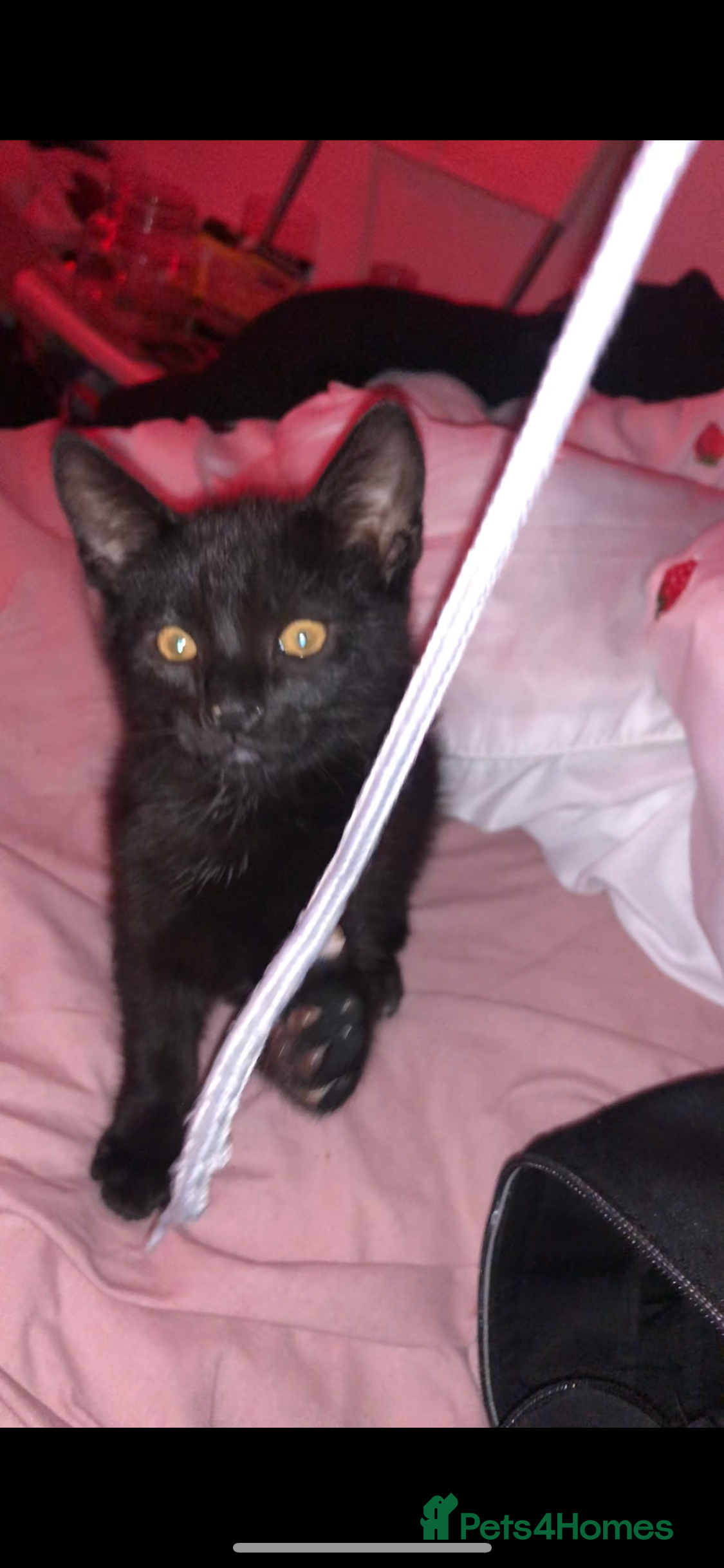 British Shorthair cats Black male kitten  - Advert 1