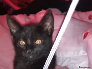 British Shorthair cats Black male kitten - Advert 5