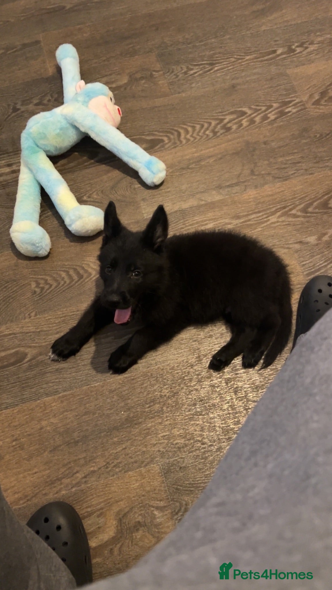 German Shepherd dogs GERMAN SHEPHERD PUPPY 1 MALE - Advert 3