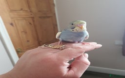Budgerigars birds for sale: Baby budgies - Image 4