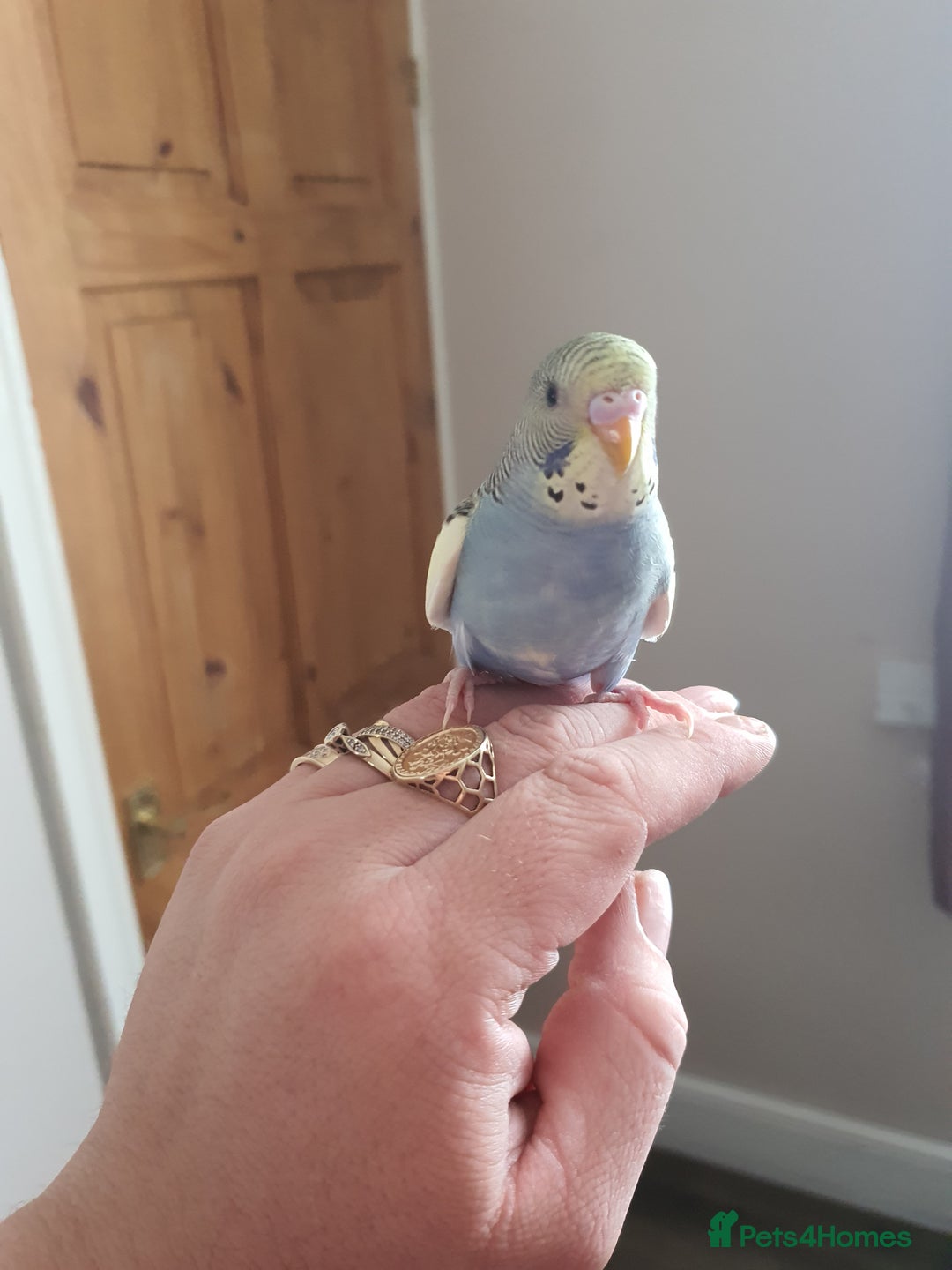 Budgerigars birds for sale: Baby budgies - Image 4