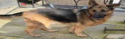 German Shepherd dogs for sale: German sheperd - Advert 3
