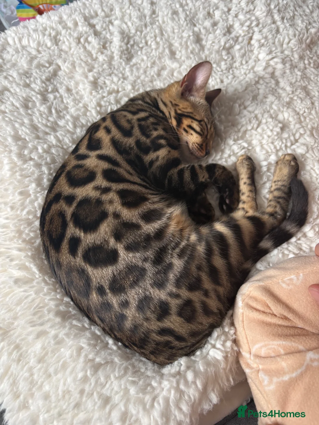 Bengal cats for sale: Female Bengal Kitten for rehoming - Advert 4