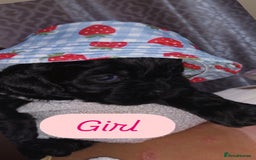 Shihpoo dogs for sale: Beautiful Shihpoos 🐶🐾 - Image 16