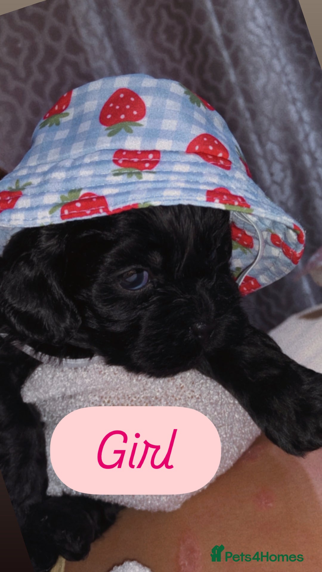 Shihpoo dogs for sale: Beautiful Shihpoos 🐶🐾 - Image 16
