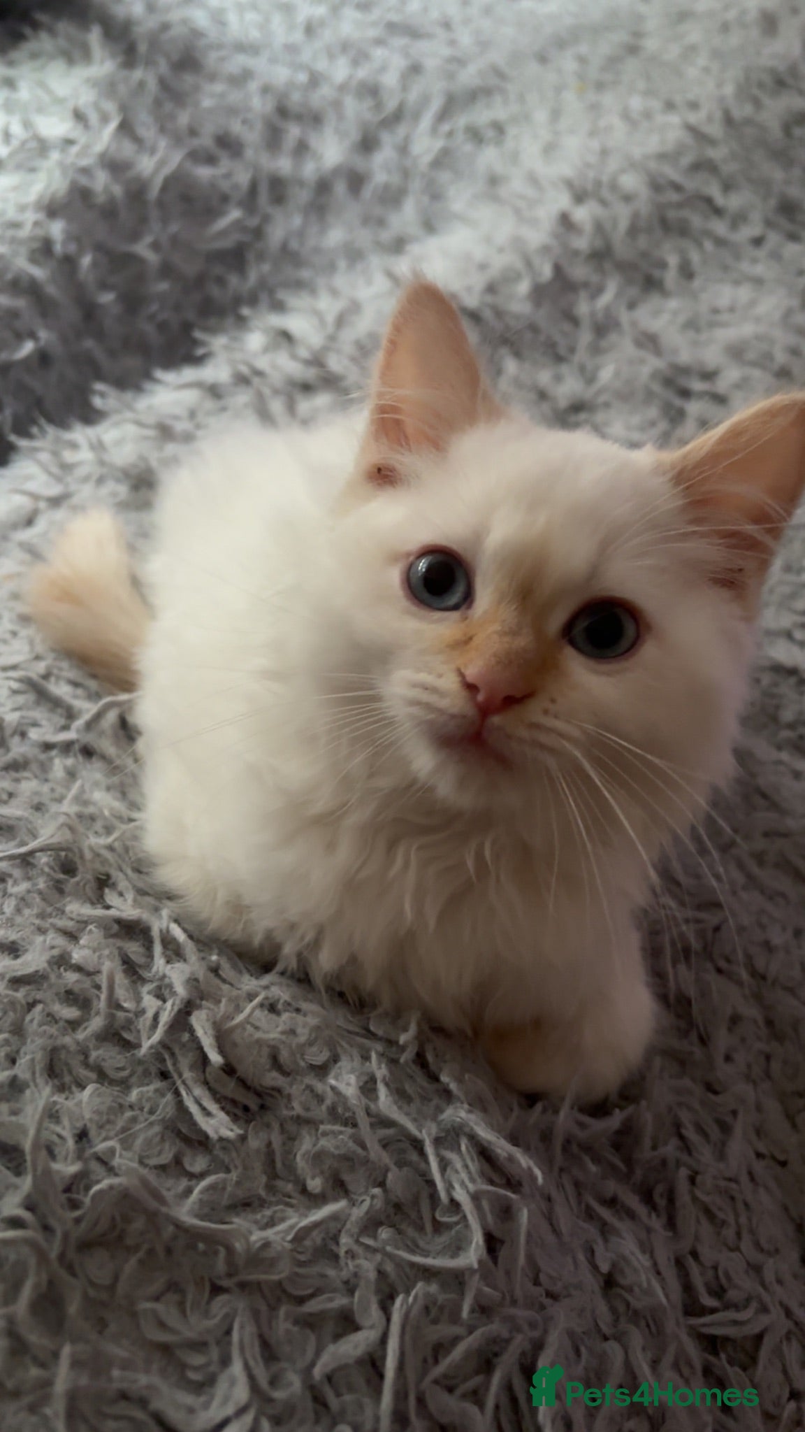 Ragdoll cats MALE FLAMEPOINT RAGDOLL KITTEN 🧡 - Advert 2