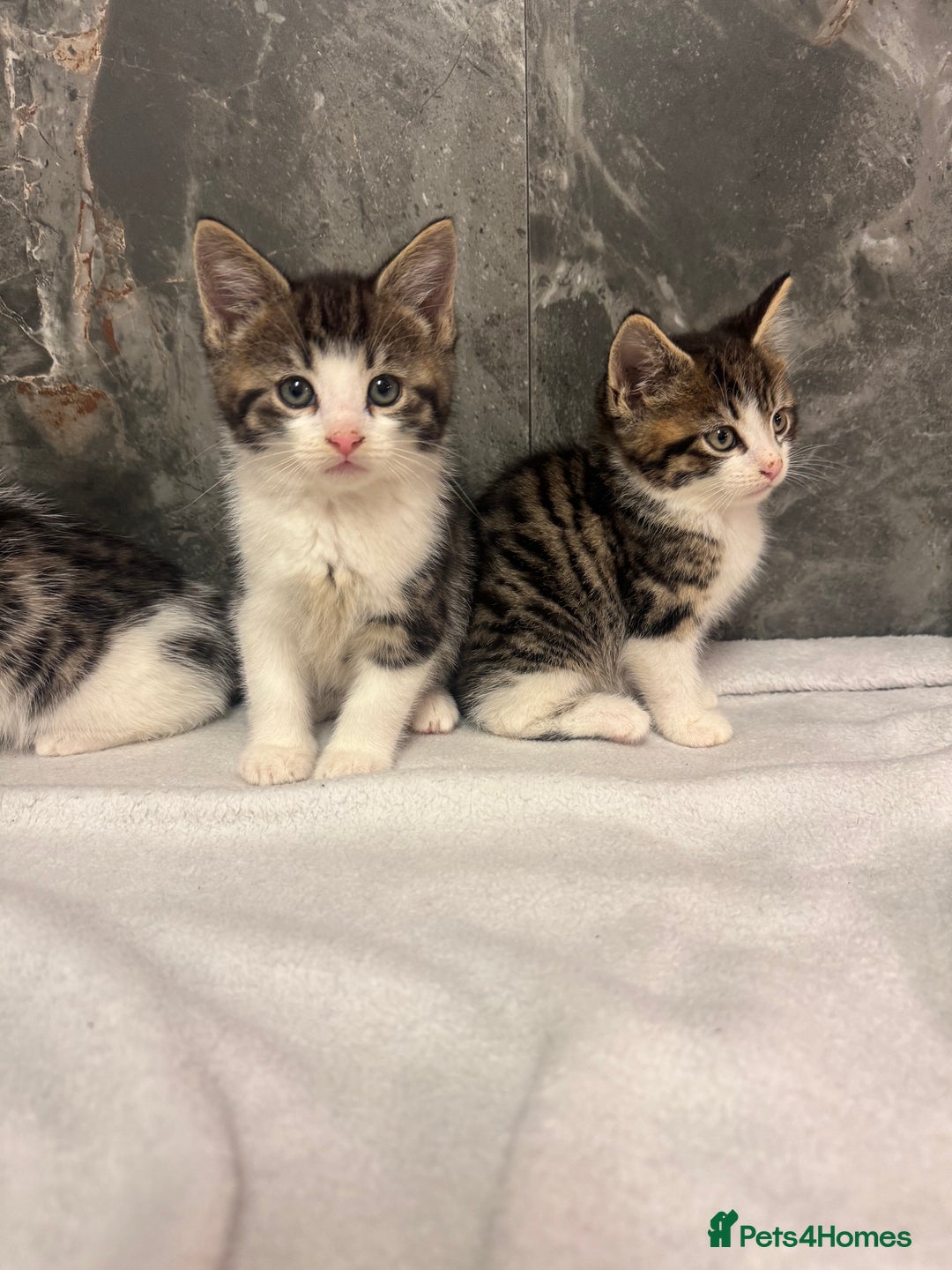 Mixed Breed cats for sale: Kittens  - Advert 9