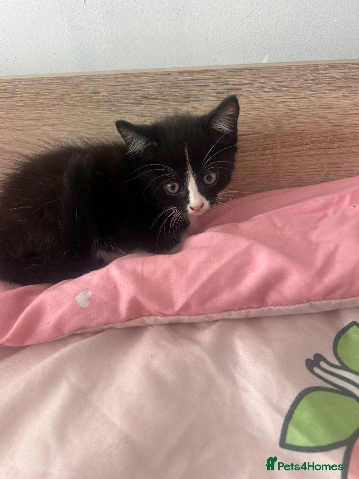 British Shorthair cats for sale: Female kitten  - Advert 5