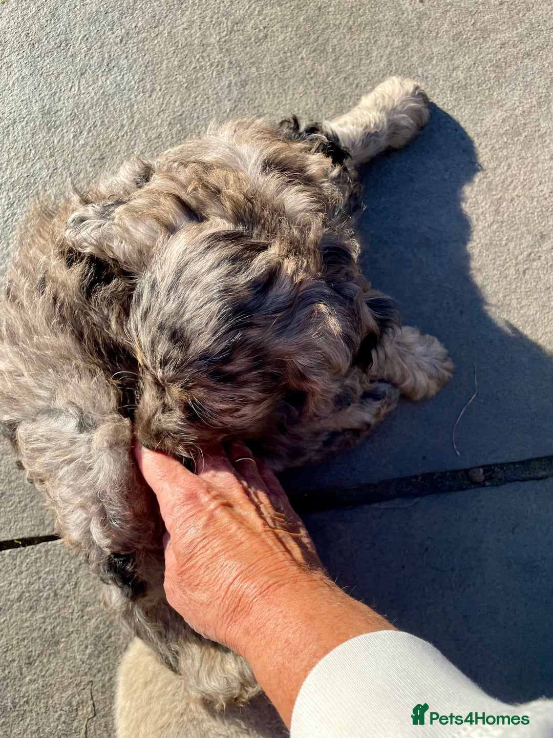 Cockapoo dogs for sale: Marble /tan cockerpoo - Image 9