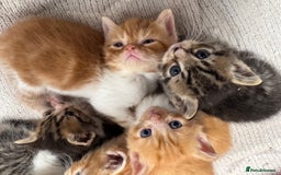 Persian cats for sale:  6 Persian kittens  - Image 6