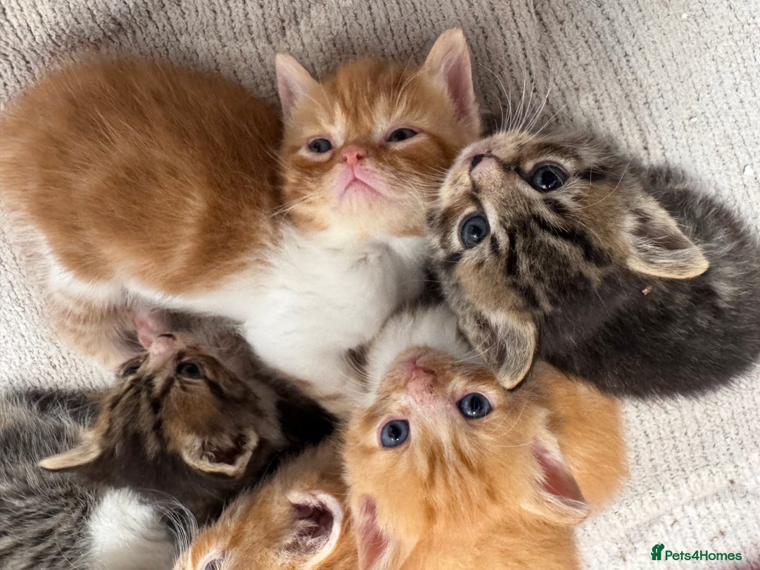 Persian cats for sale:  6 Persian kittens  - Image 6