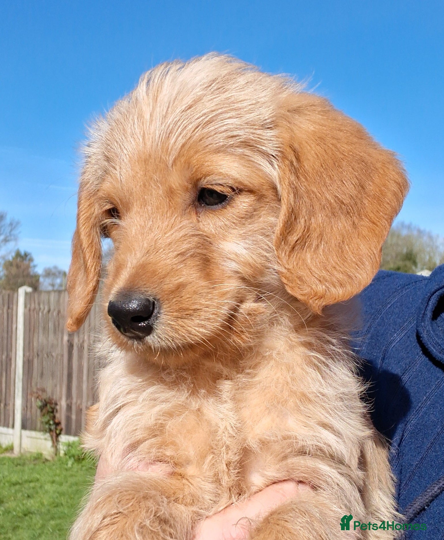 Labradoodle dogs Miniature Labradoodle Puppies - Advert 2