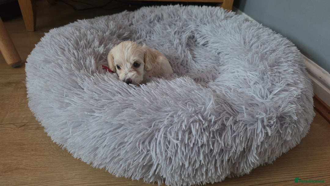 Yorkiepoo dogs for sale: 6 beautiful Yorkiepoo puppies , 5 girls and 1 boy  - Image 12