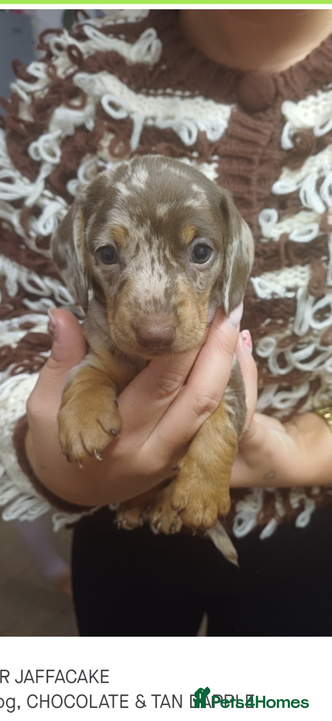 Miniature Dachshund dogs for sale: Mini dax pure bred family pups  - Image 1