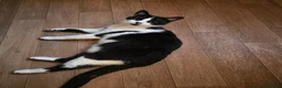 Mixed Breed cats for sale: Beautiful boy cat toby - Advert 1