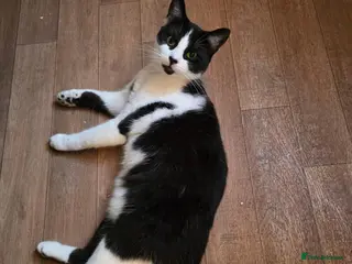 Mixed Breed cats Beautiful boy cat toby - Advert 15