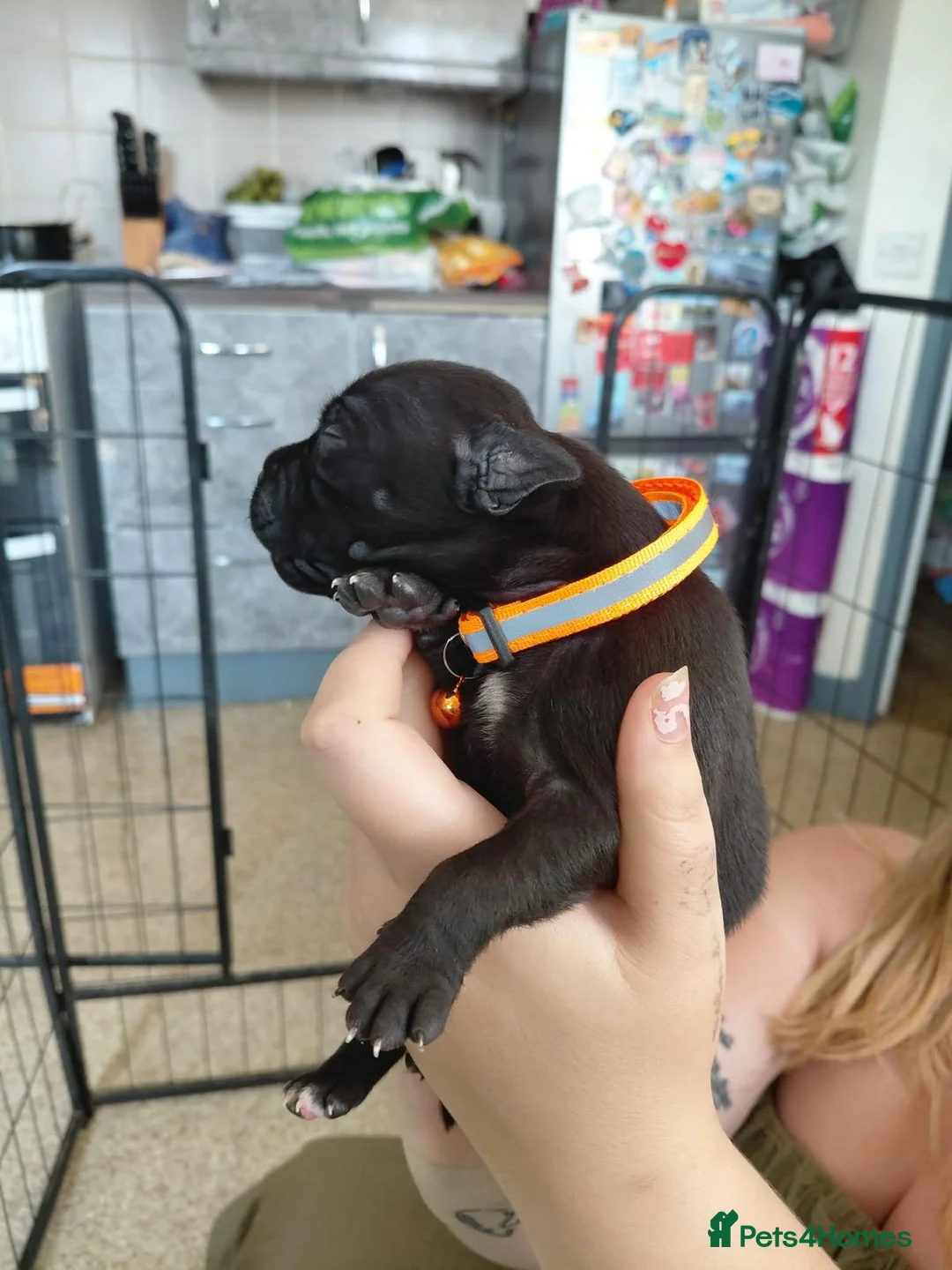 Staffordshire Bull Terrier dogs for sale: 8 stocky Kc registered staffies in Newport - Advert 17