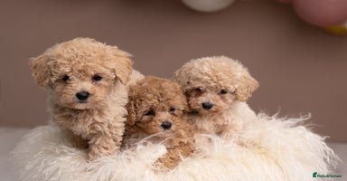Poochon dogs - Advert 3