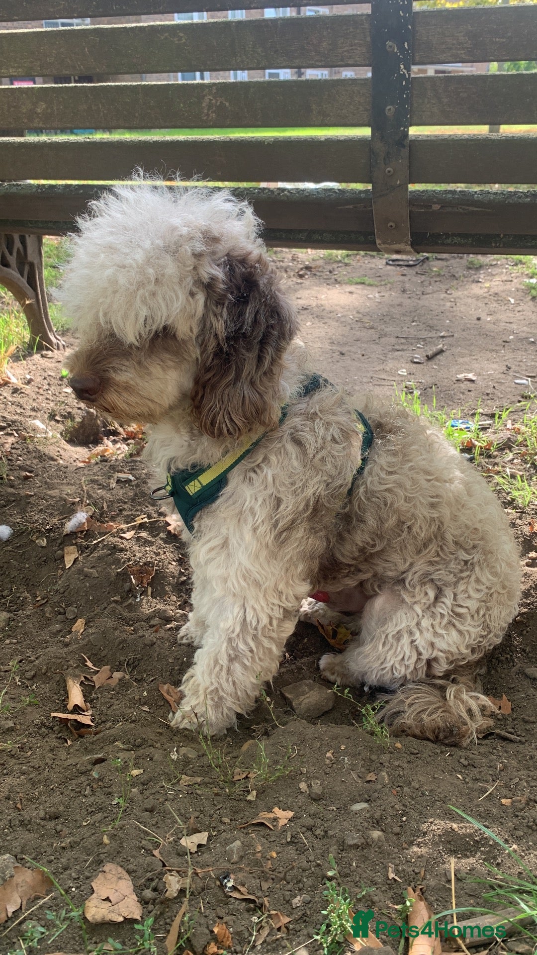 Cockapoo dogs Male cocapoo house trained  - Advert 15