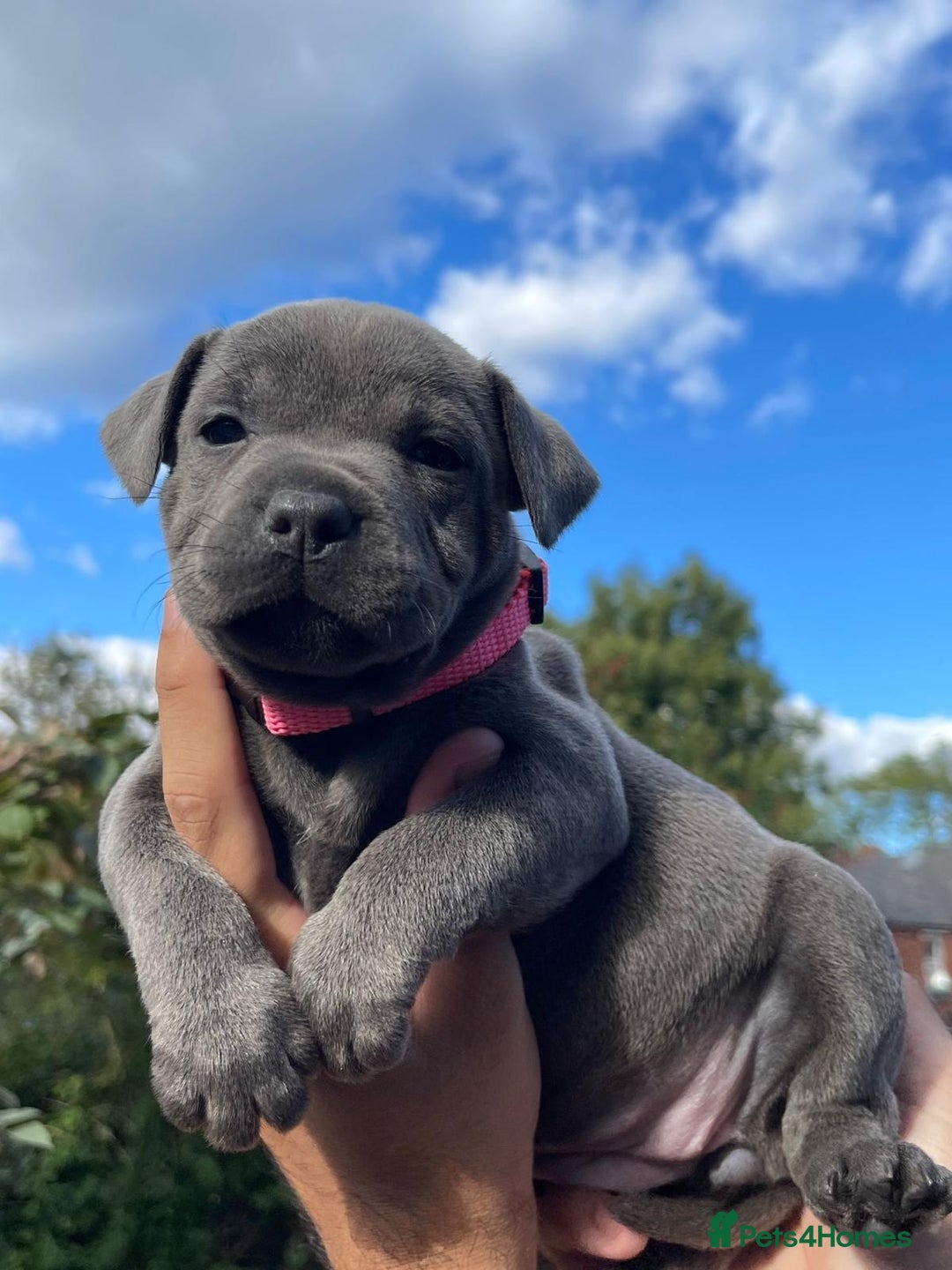 Staffordshire Bull Terrier dogs for sale: STUNNING CHAMPION BRED LITTER - Image 10