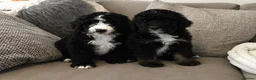 Bernedoodle dogs for sale: AMAZING BERNEDOODLE PUPPIES - Advert 6
