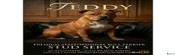 Staffordshire Bull Terrier dogs for stud: 🇬🇧 THE RED DREAMTEAM 🇬🇧Exceptional Temprements - Advert 1