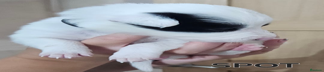 Border Collie Puppy 1