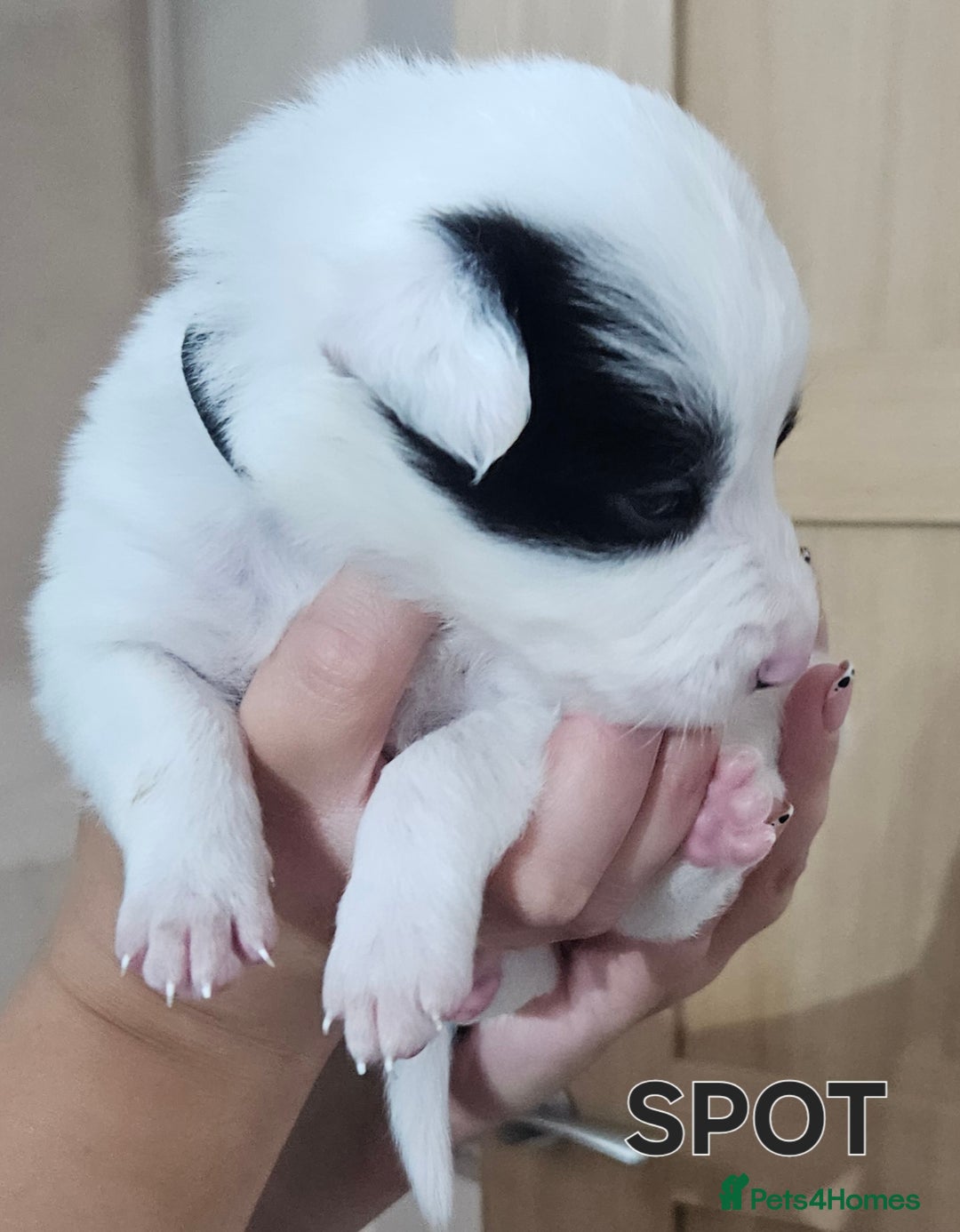 Border Collie dogs for sale: Border collie puppies for sale  - Image 5